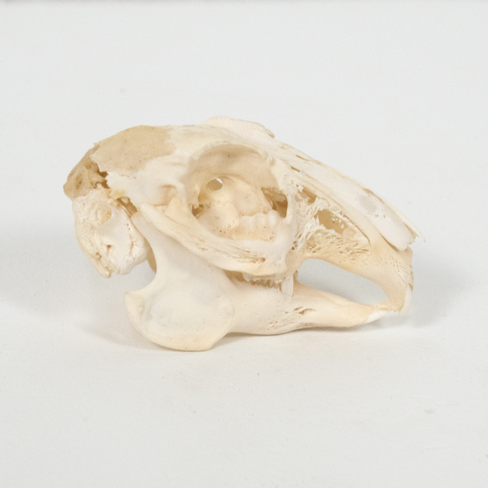 Rabbit Skull Taxidermy Mounts for Sale and Taxidermy Trophies for Sale!