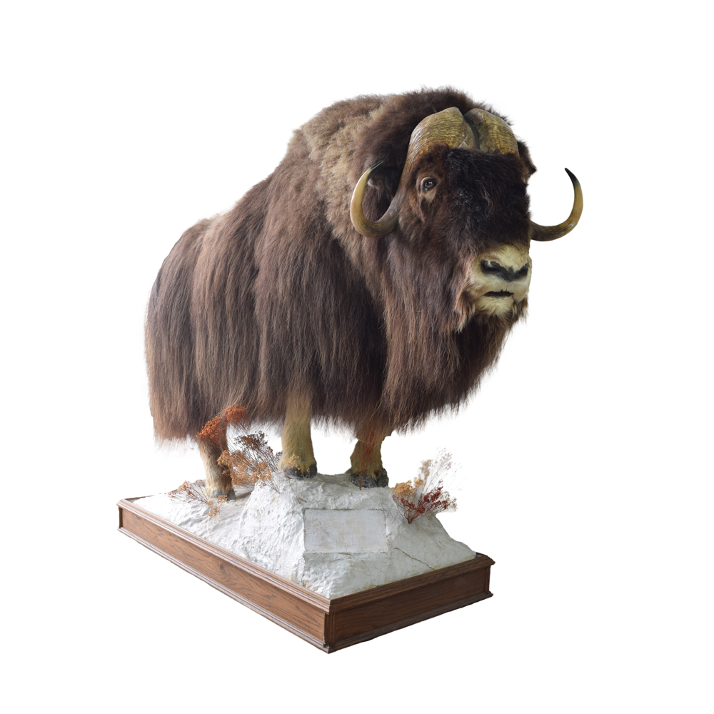 muskox plush