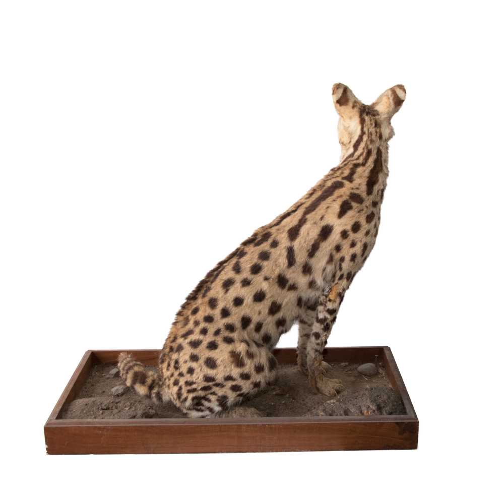 Serval Cat Taxidermy Mounts for Sale and Taxidermy Trophies for Sale!
