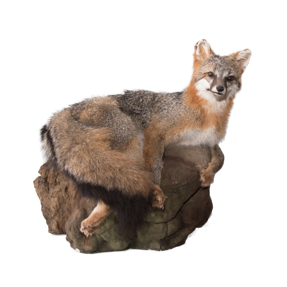 Fox Grey Fox Taxidermy Mounts For Sale And Taxidermy Trophies For Sale