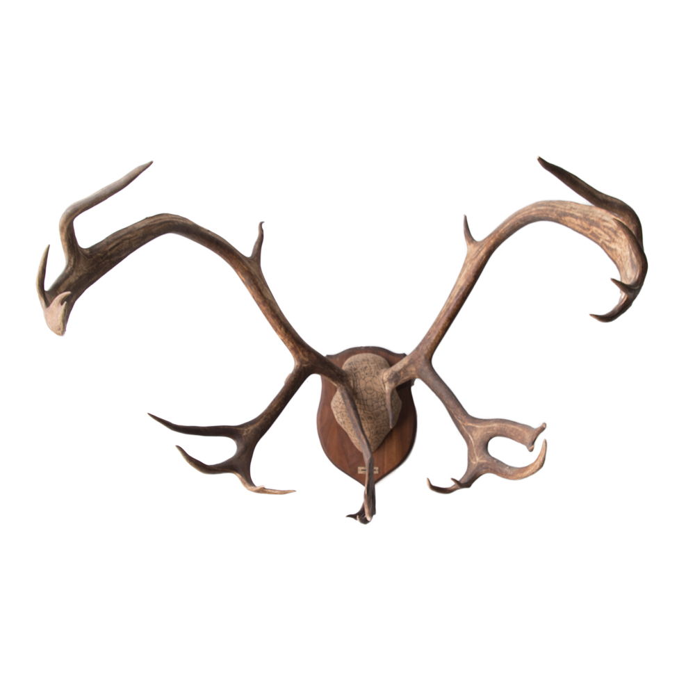 Caribou Antlers Taxidermy Mounts for Sale and Taxidermy Trophies for
