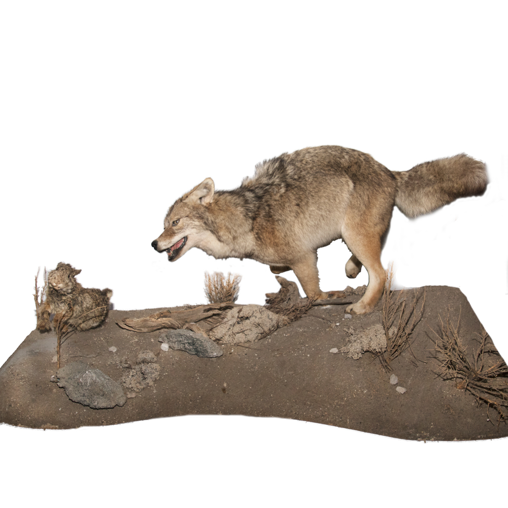 Coyote on the Run Taxidermy Mounts for Sale and Taxidermy Trophies