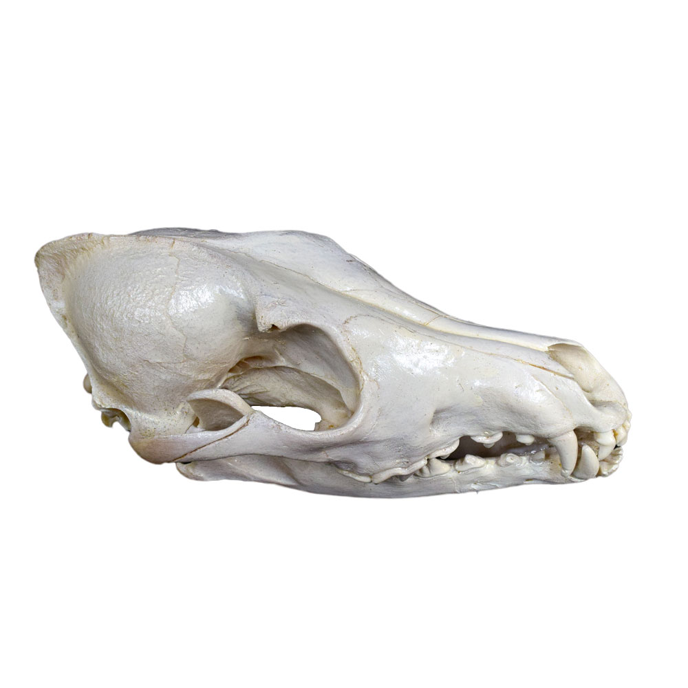 coyote skull sketch coyote skull sketch
