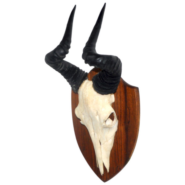 Hartebeest Skull & Horns - Euro Mount