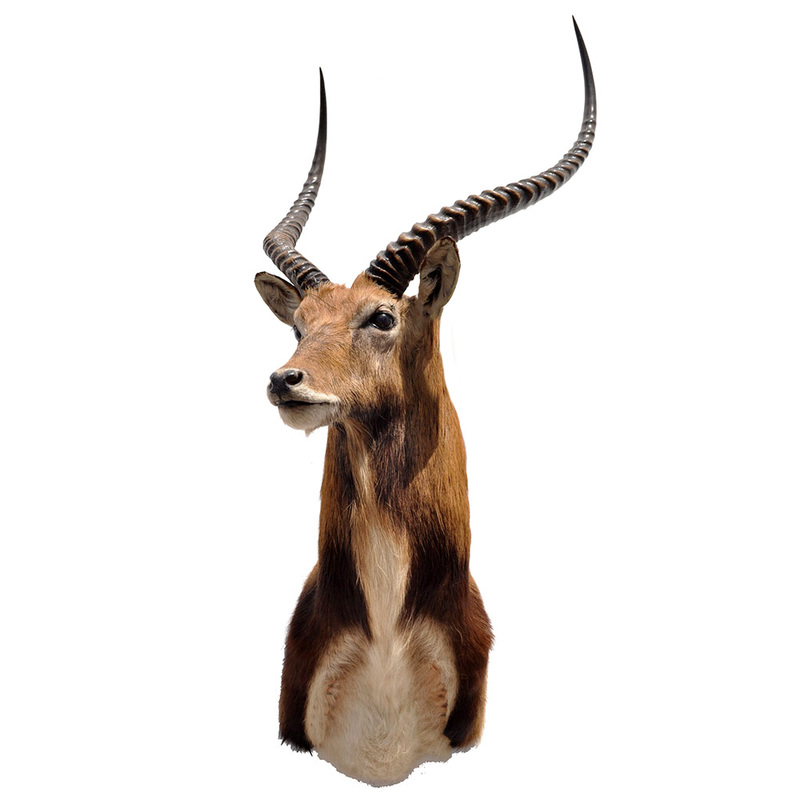 Lechwe - Black Lechwe - Taxidermy Mounts for Sale and Taxidermy ...