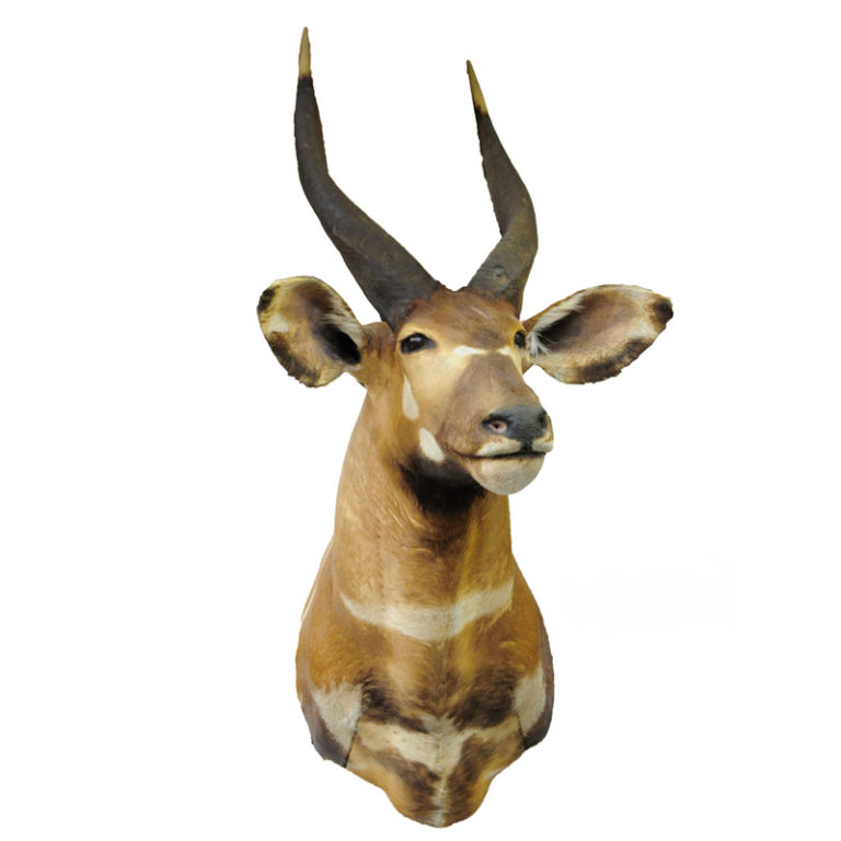 Bongo Archives Taxidermy Mounts for Sale and Taxidermy Trophies for Sale!