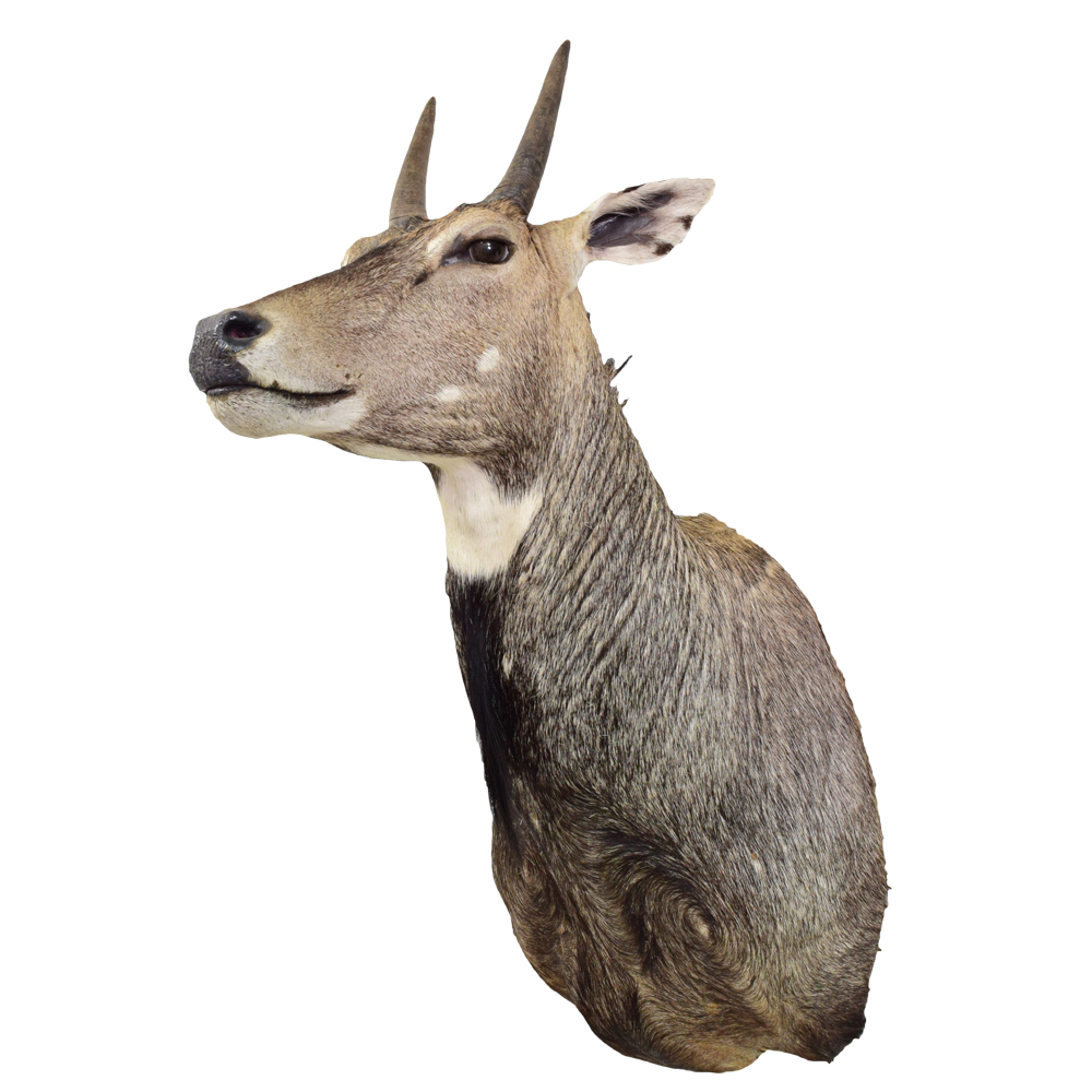 Nilgai - Taxidermy Mounts for Sale and Taxidermy Trophies for Sale!