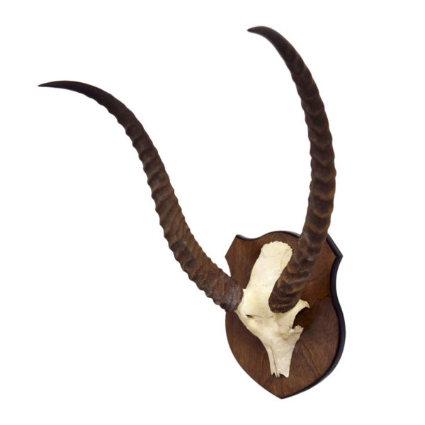 Lechwe Skull European Mount - 22" Horns