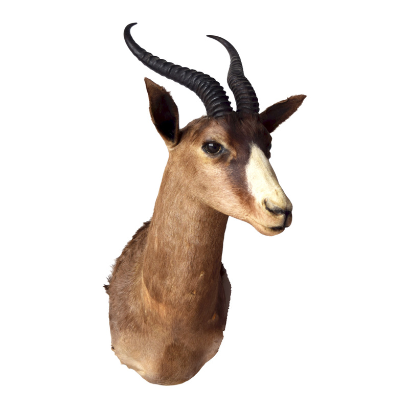 Springbok Black Springbok Taxidermy Mounts for Sale