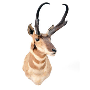 Pronghorn - 16.5" Horns
