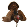 Turkey, Feathers Fanned