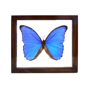 Giant Blue Morpho