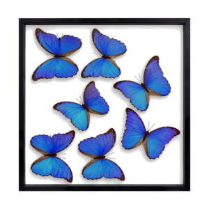 group of 7 blue morpho butterflies in black frame