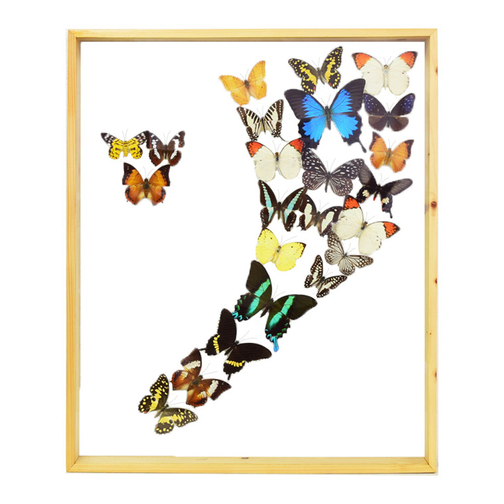 Blue Morpho Butterflies - Taxidermy Mounts for Sale and Taxidermy ...