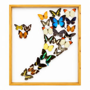 group of 22 butterflies in a wooden framed.