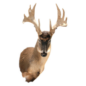 Whitetail Deer with Rare Flanged Antlers