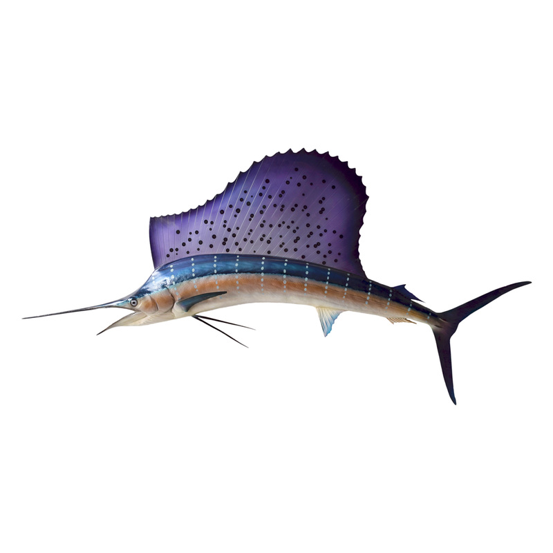 Sailfish
