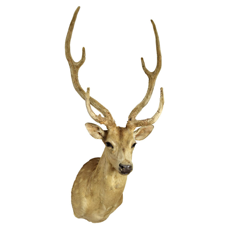 Axis Deer in Velvet - Taxidermy Mounts for Sale and Taxidermy Trophies ...