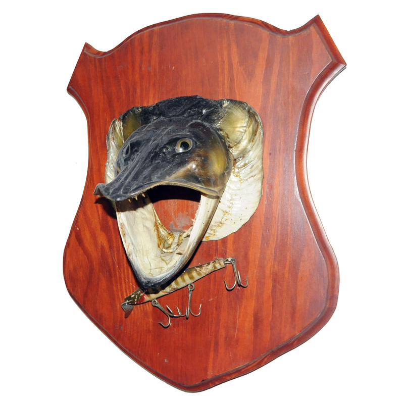 Northern Pike Head - Taxidermy Mounts for Sale and Taxidermy Trophies for  Sale!