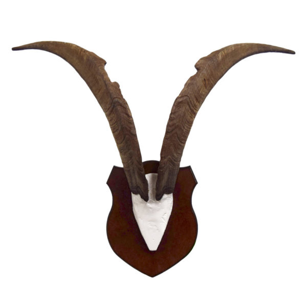 Feral Goat Horns - 25"