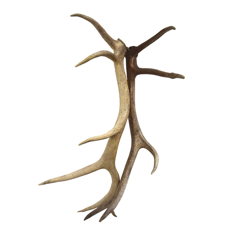 Whitetail Deer Antlers 4x4 Taxidermy Mounts for Sale and Taxidermy