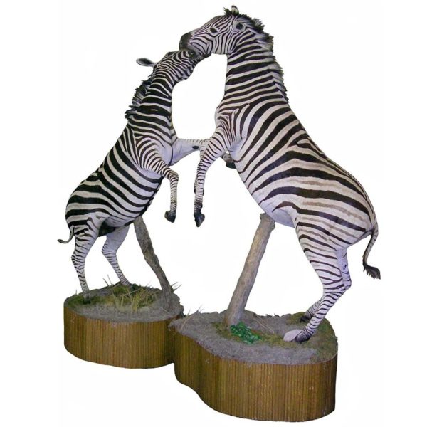 Zebra Hat Band Taxidermy Mounts for Sale and Taxidermy Trophies for Sale!