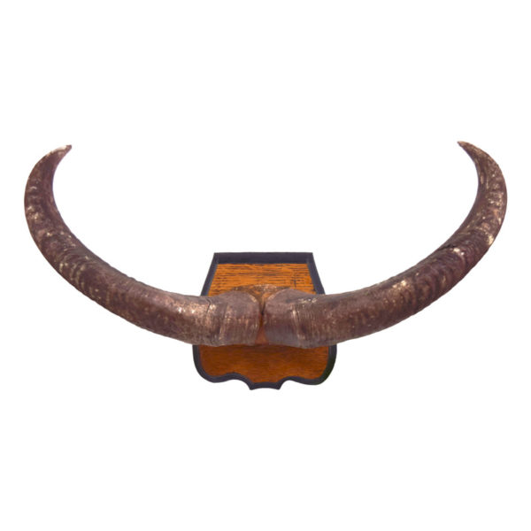 Aoudad Horns