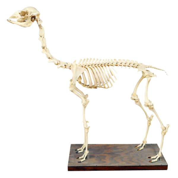 Juvenile Llama Skeleton