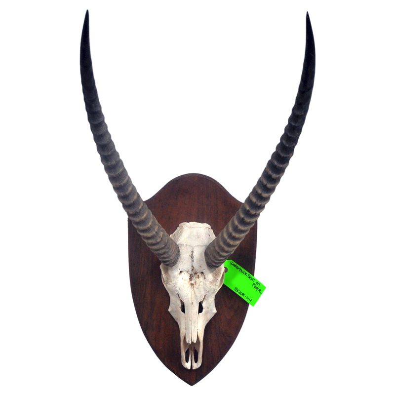 Waterbuck Euro Mount - Taxidermy Mounts for Sale and Taxidermy Trophies ...