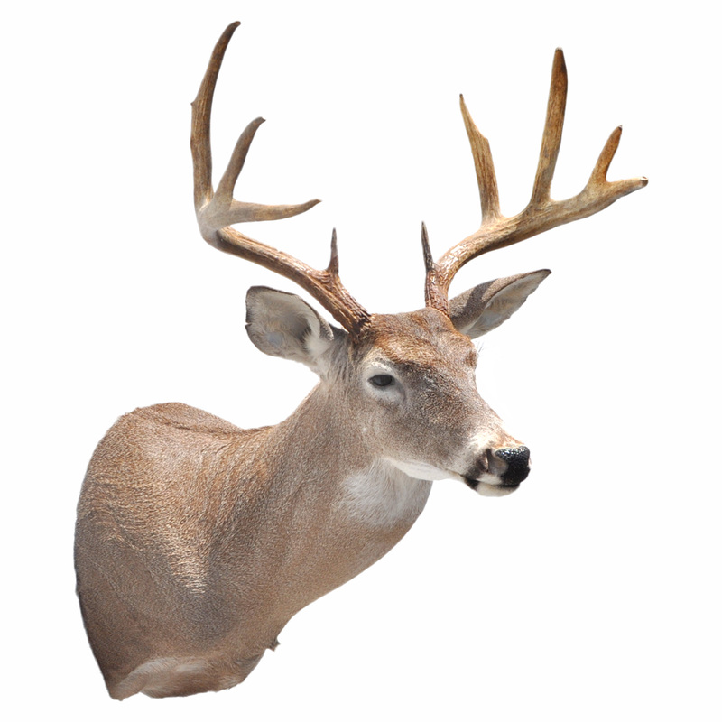 Whitetail Deer