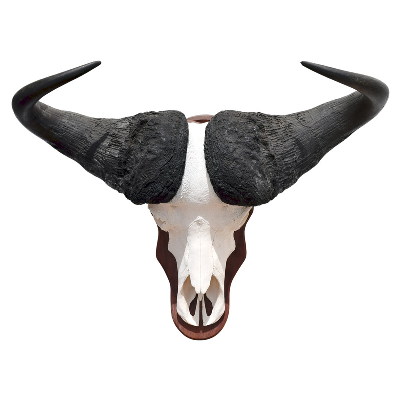 African Cape Buffalo Skull European Mount - Taxidermy Mounts for Sale ...