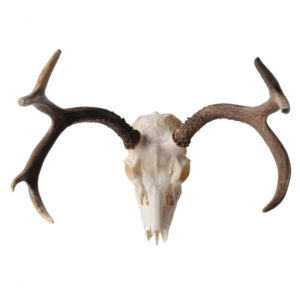 Mule Deer Skull, Pearlescent Finish