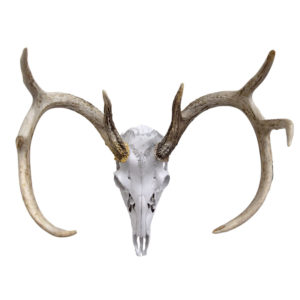 Whitetail Deer Skull 4x4