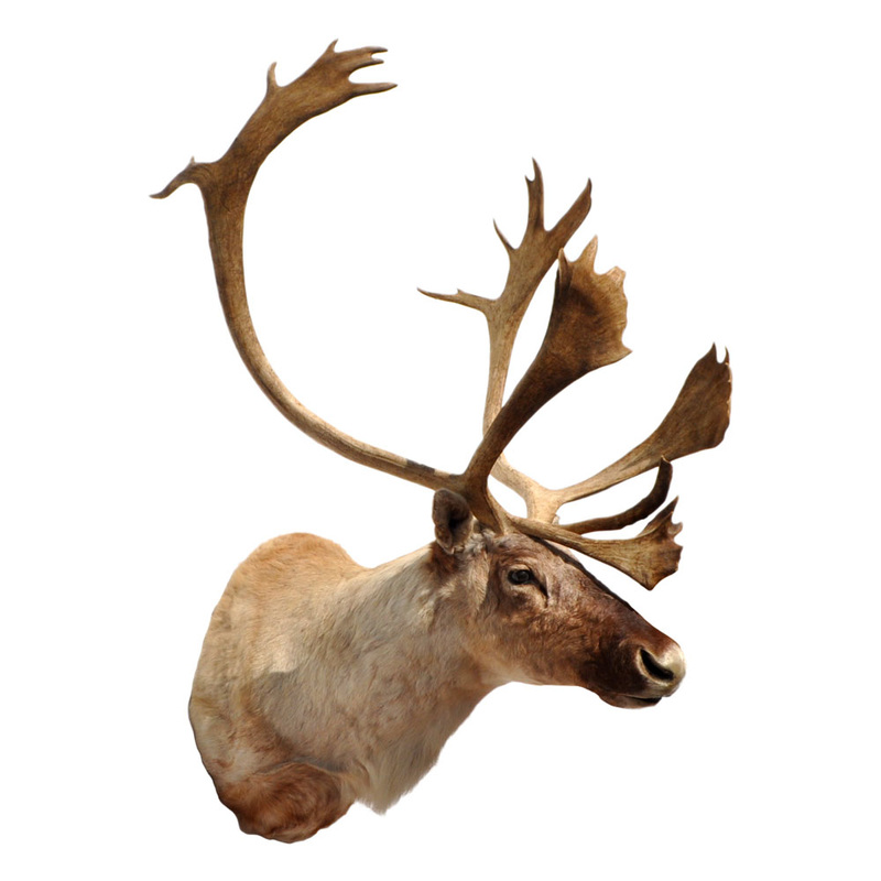 Caribou - Taxidermy Mounts for Sale and Taxidermy Trophies for Sale!