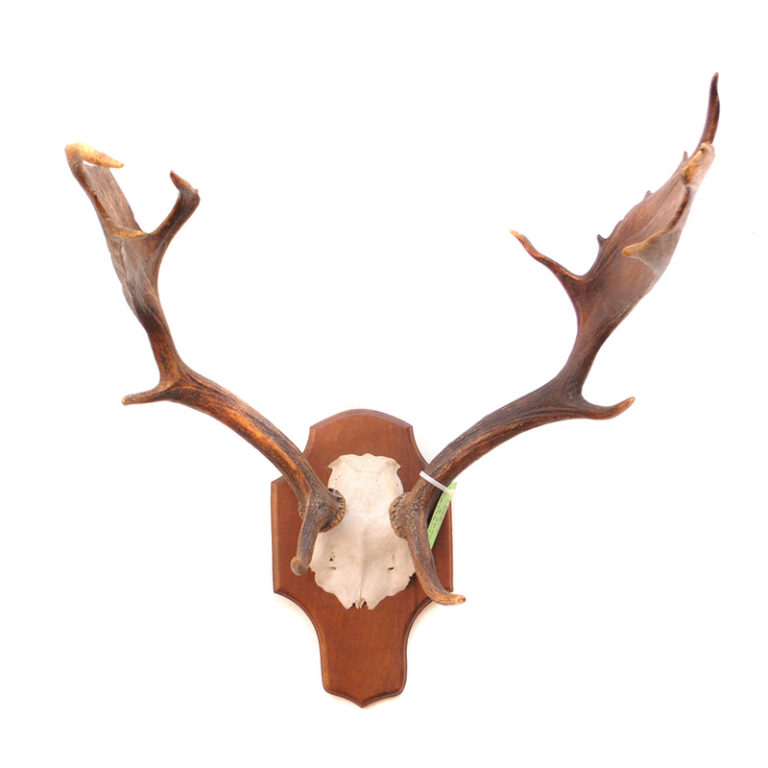 Whitetail Deer Antlers Taxidermy Mounts for Sale and Taxidermy