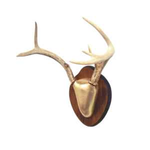 Designer Whitetail Deer Antler Rack, Gold Foil Cap
