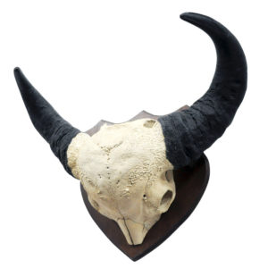 Dwarf Forest Buffalo Skull