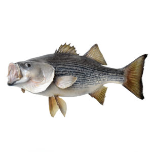 Smallmouth Bass Fish Mount Replica Sportinggoodso Fish Mounts Fish Smallmouth Bass