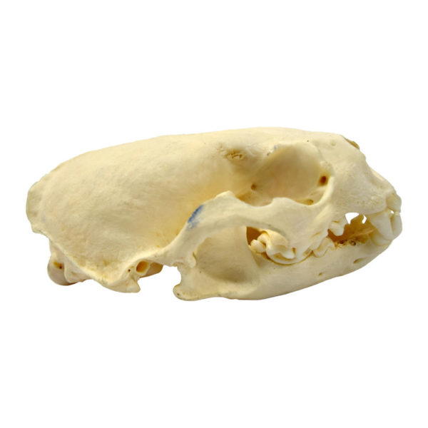 River Otter Skull