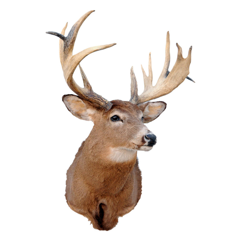 Whitetail Deer Antler Plaque Taxidermy Mount For Sale