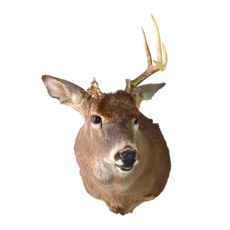 Whitetail Deer, One Antler - Taxidermy Mounts for Sale and Taxidermy ...