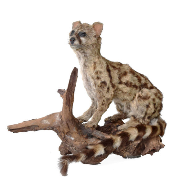 Genet on Natural Wood
