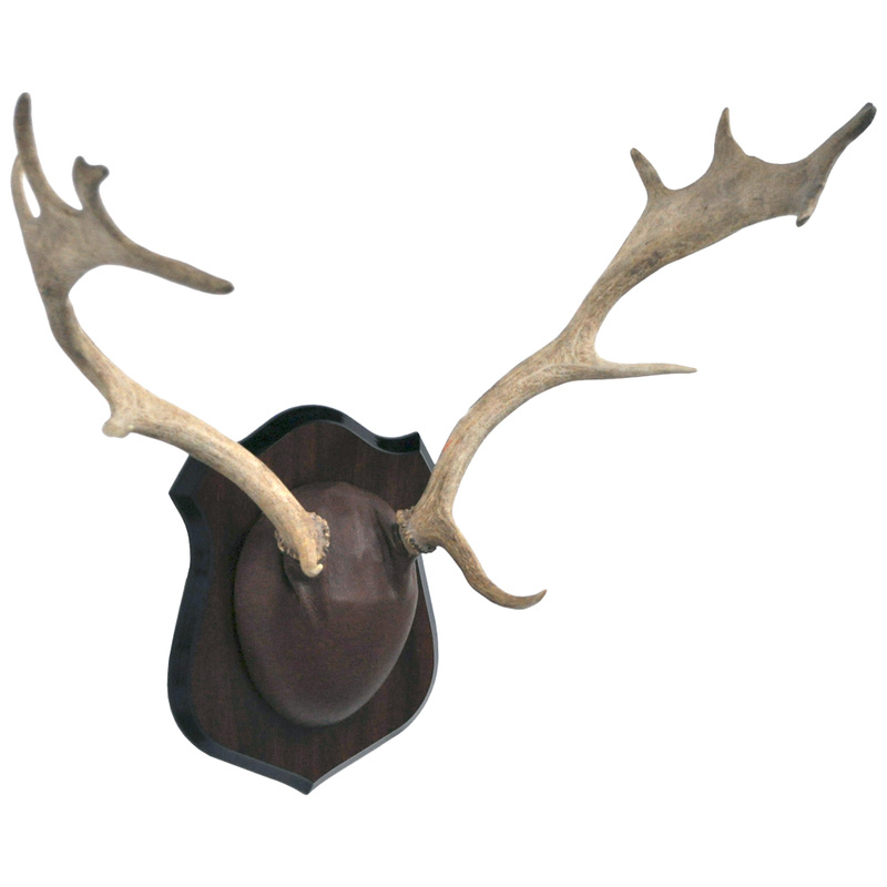 Fallow Deer Antler Rack Taxidermy Mounts for Sale and Taxidermy Trophies for Sale!