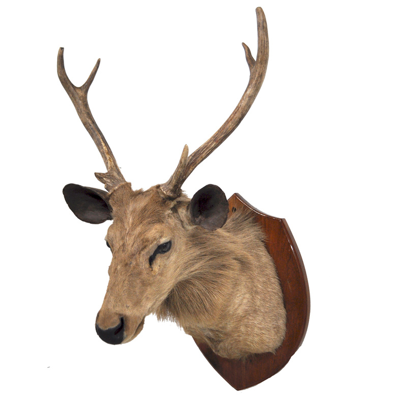 Sambar Deer Taxidermy Mounts for Sale and Taxidermy Trophies for Sale!