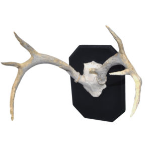Beaver Gnawed Whitetail Deer Antlers & Skull Cap