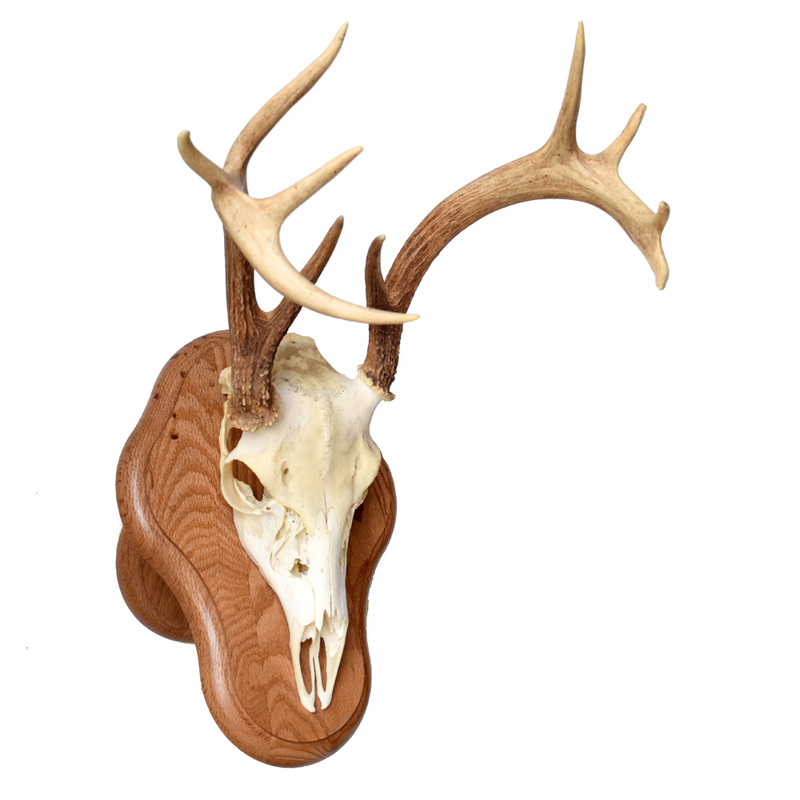 European Deer Skull Replica Mount With Hanger – Whitetail Or Mule Deer Euro Mount