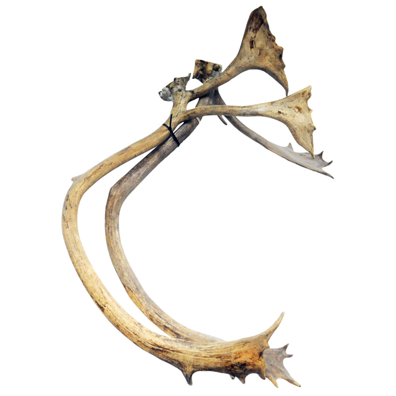 Caribou Antlers Pair Taxidermy Mounts for Sale and Taxidermy Trophies