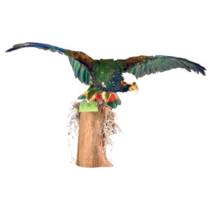 White-Crowned Pionus