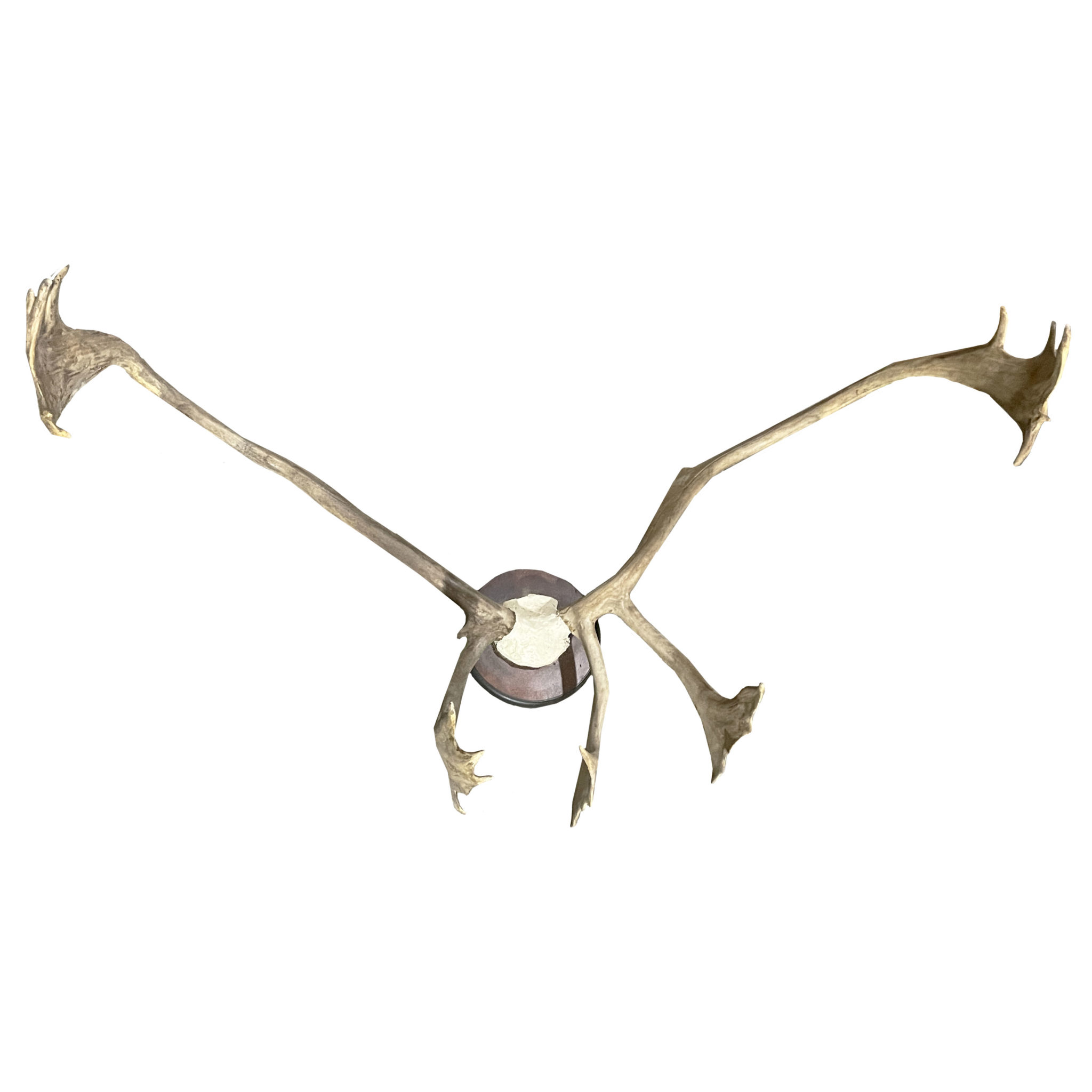 Caribou Antlers Taxidermy Mounts for Sale and Taxidermy Trophies for