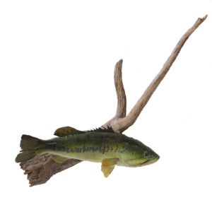 Smallmouth Bass on Natural Wood